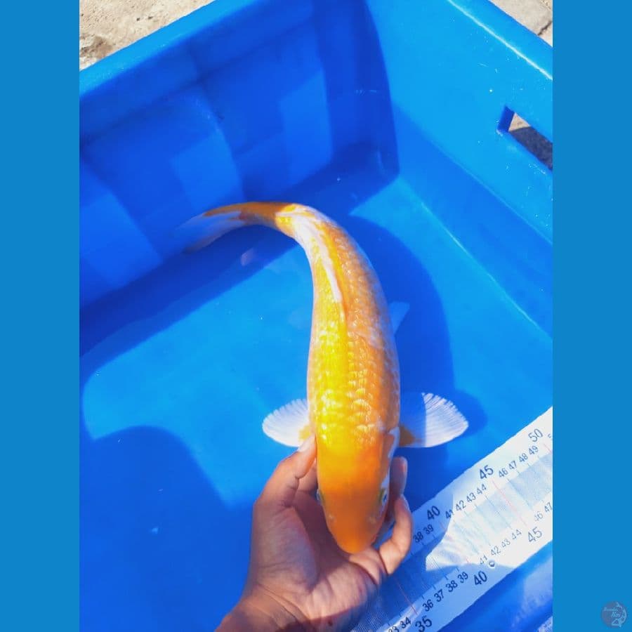 Sabikoyo 42 cm Male