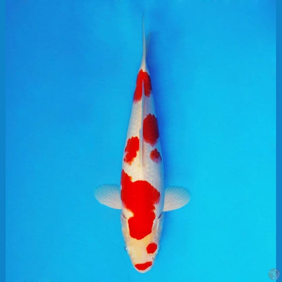 AMATERASU 17 ~ Kohaku 29 cm/male ™