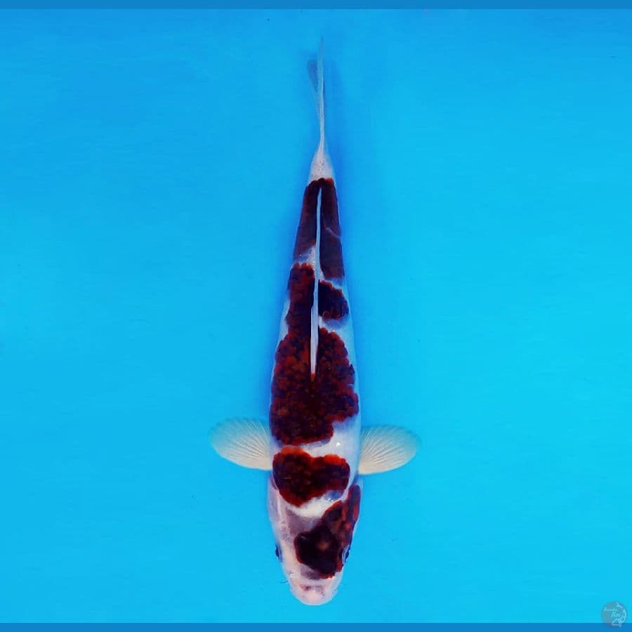 AMATERASU 18 ~ Goromo 26 cm/fm ™