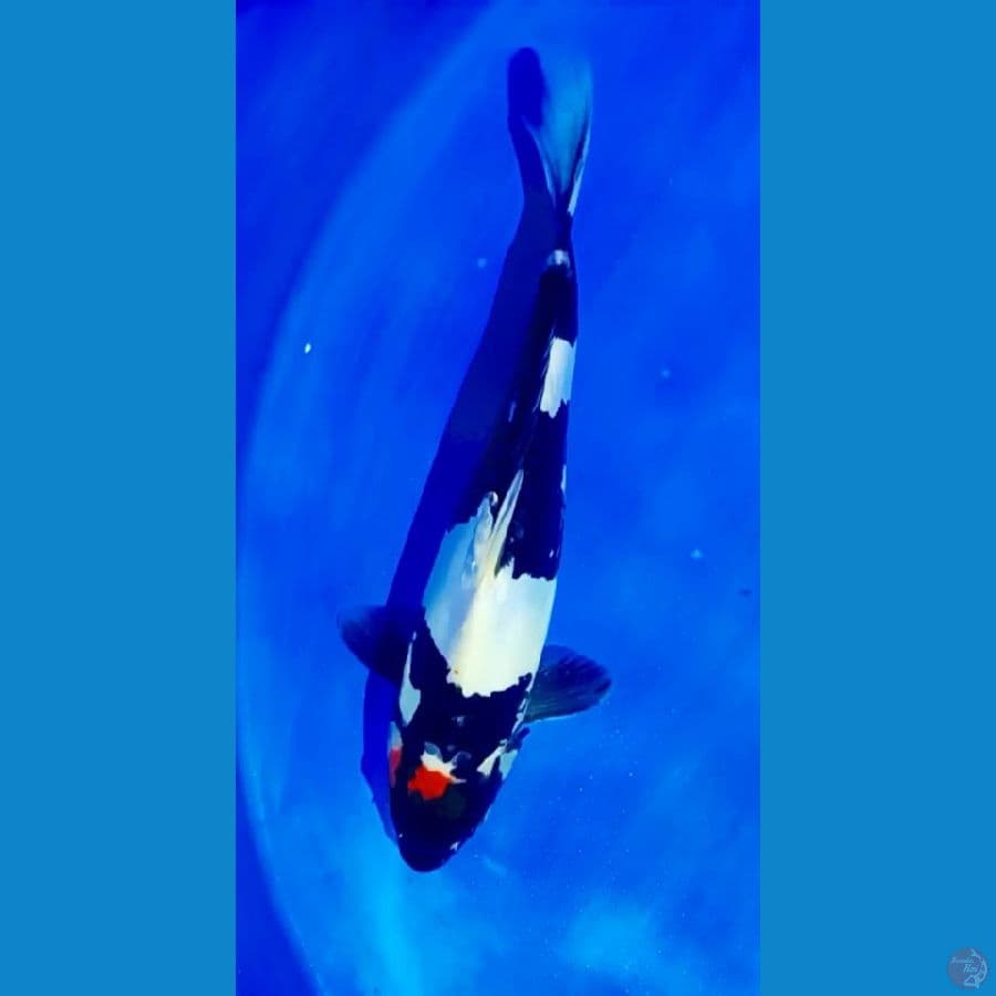 tc showa doitsu 35 cm male