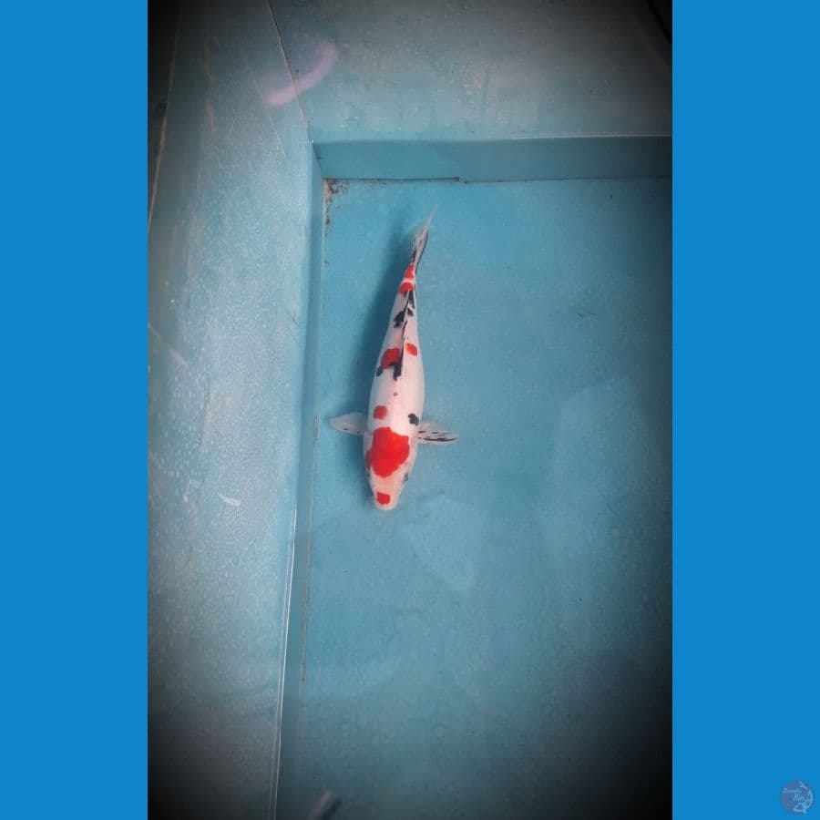 Showa doitsu 31 cm