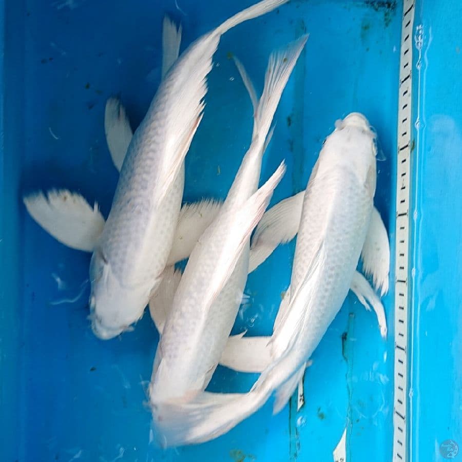 KUMPAY PLATINUM 31-33 CM