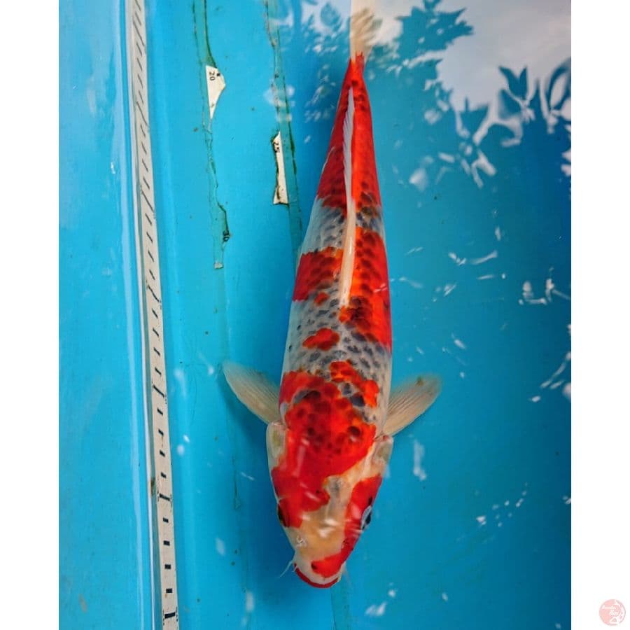 GHOSIKI 33 CM