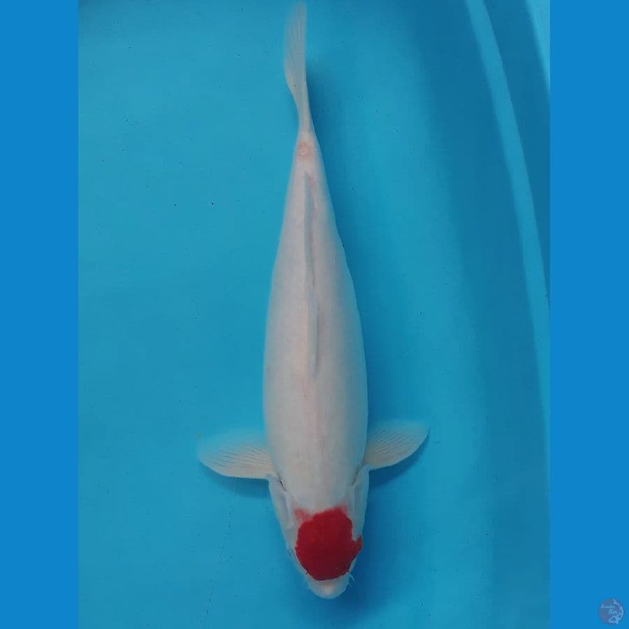 42cm TANCHO KOHAKU