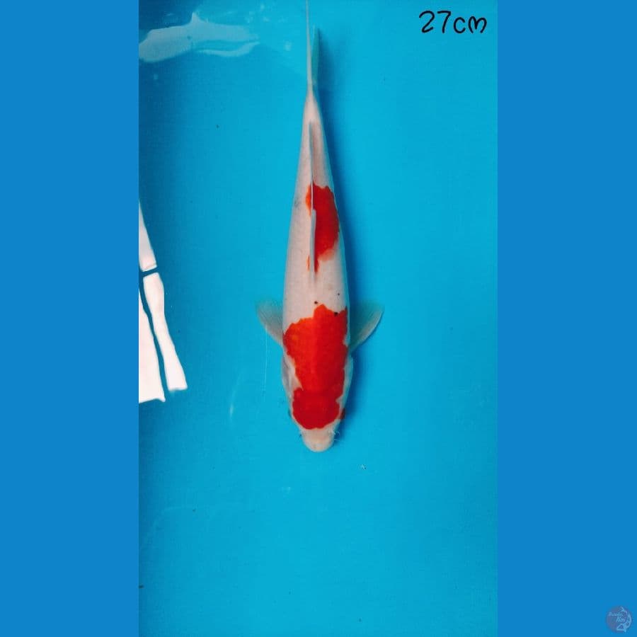 Kohaku 27cm