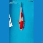 Kohaku 27cm