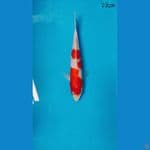 Kohaku 23cm