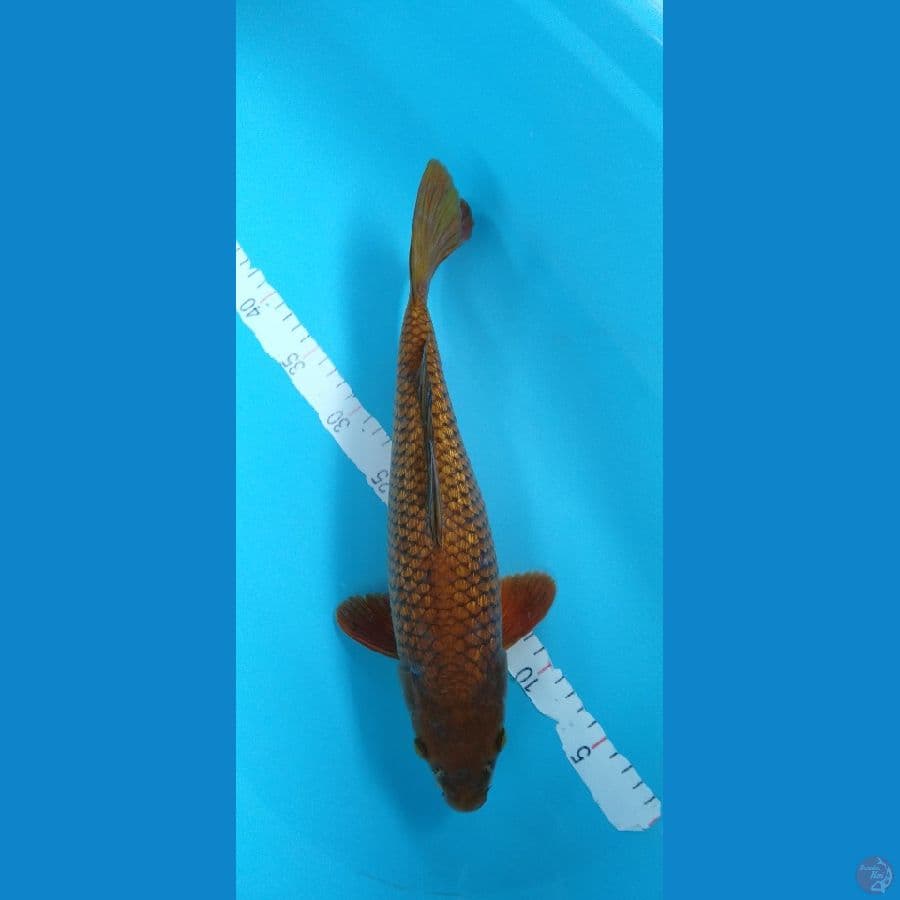 Chagoi tembaga Full ginrin