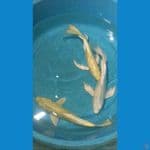 ogon ginrin mix slayer 28cm