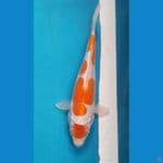 HARIWAKE DOIT SQ 20cm