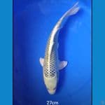 GIN MATSUBA BAHAN 22cm