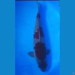 Maruten Ochiba