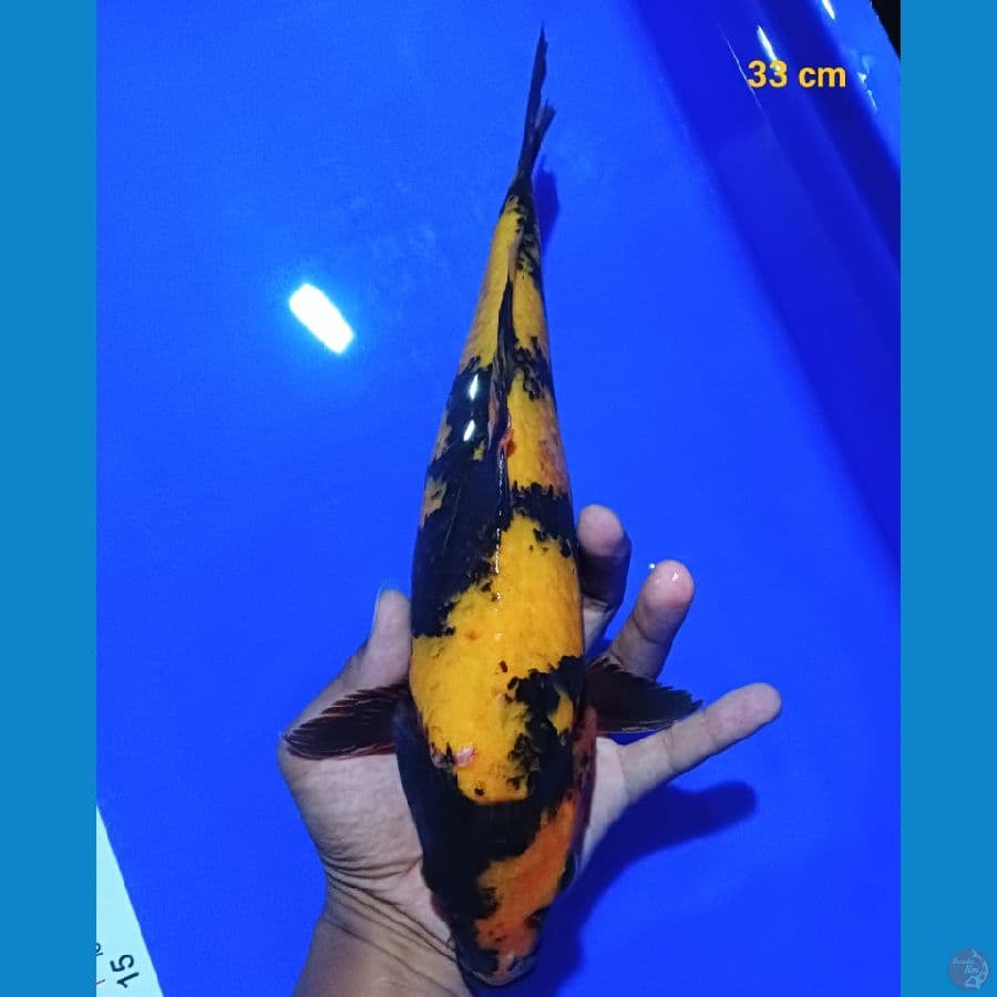 Hiu 35 BU