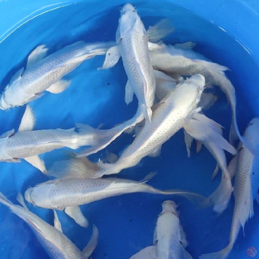 KUMPAY PLATINUM 20-25CM 10EKOR