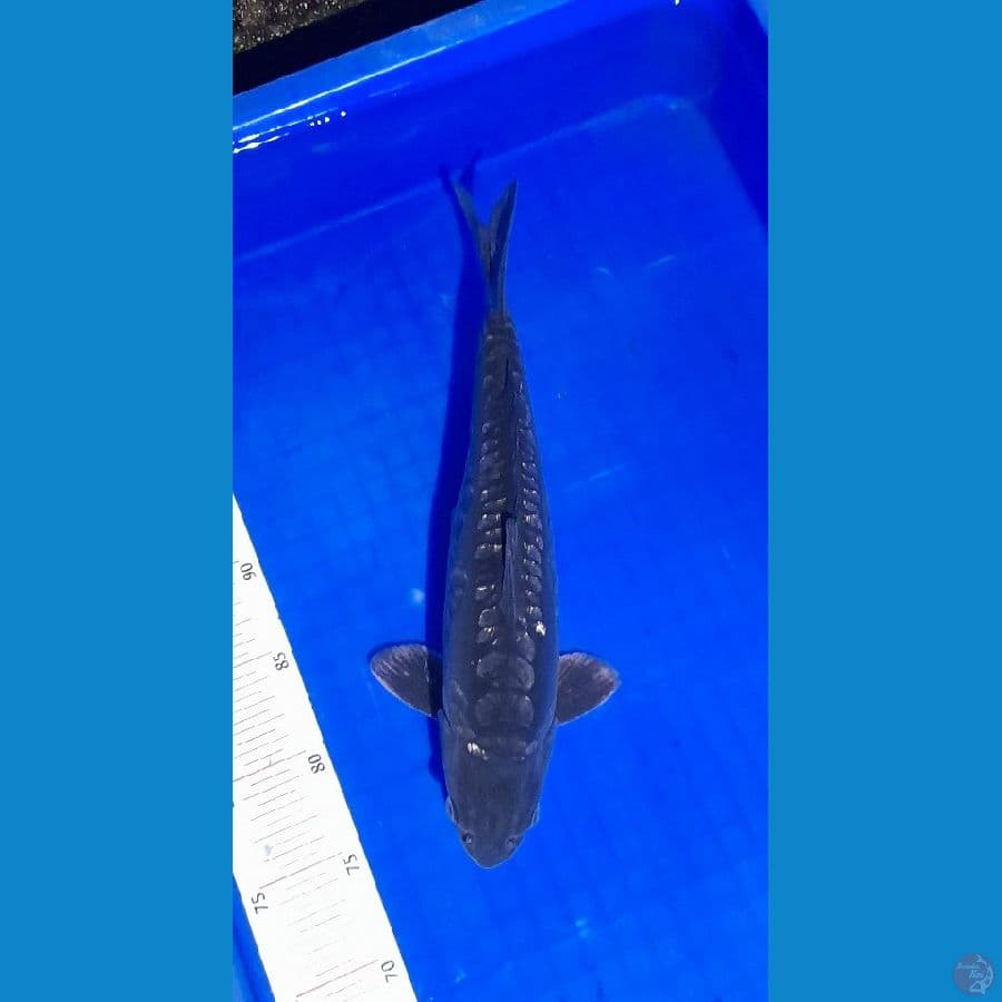 soragoi doitsu 35 cm