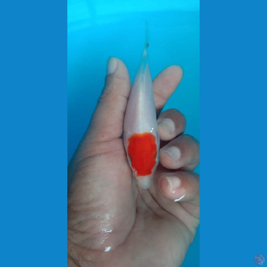 Tanco kohaku original 14cm