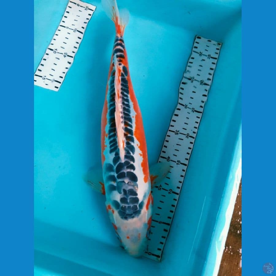 hana susui 41cm