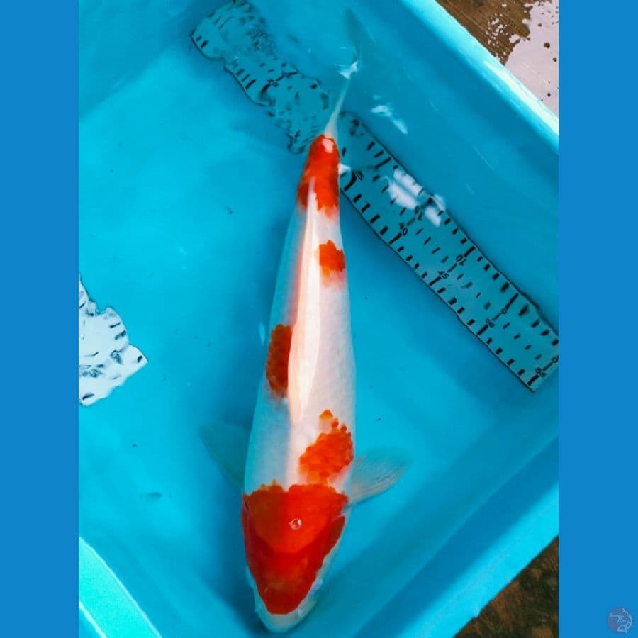 kohaku 40cm jantan