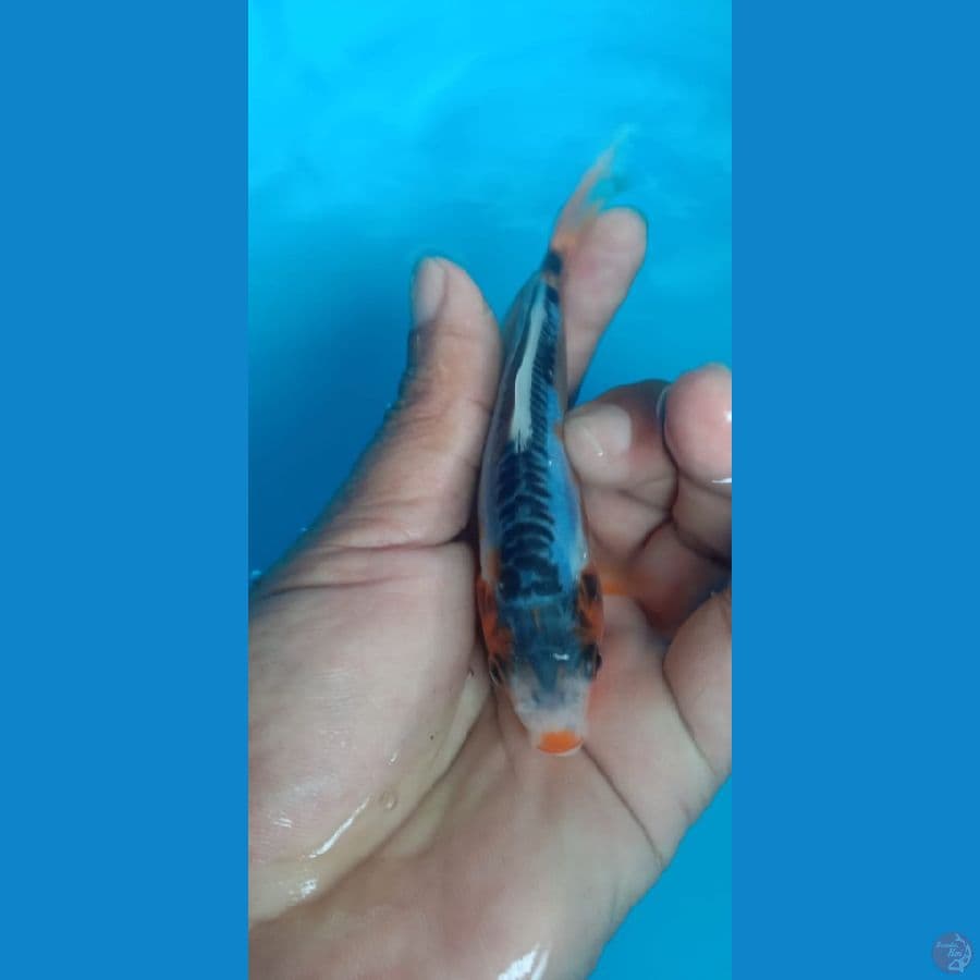 shusui kucibeni ring joss 13cm