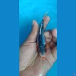 shusui kucibeni ring joss 13cm