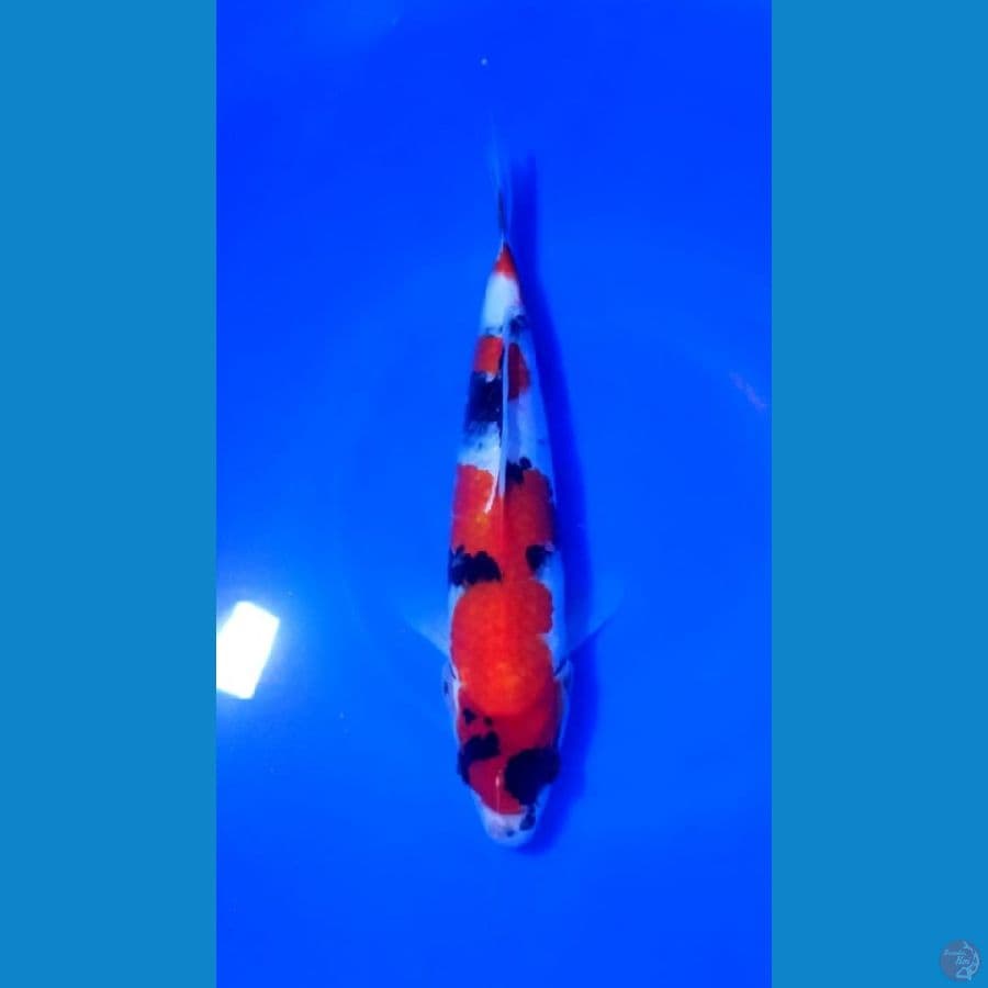 SHOWA 25CM