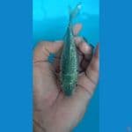 Soragoi ginrind full(hikari) 14cm