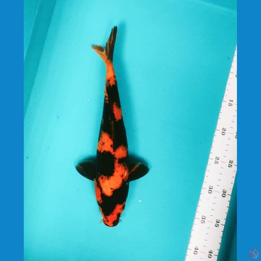 hi utsuri mantab 30cm