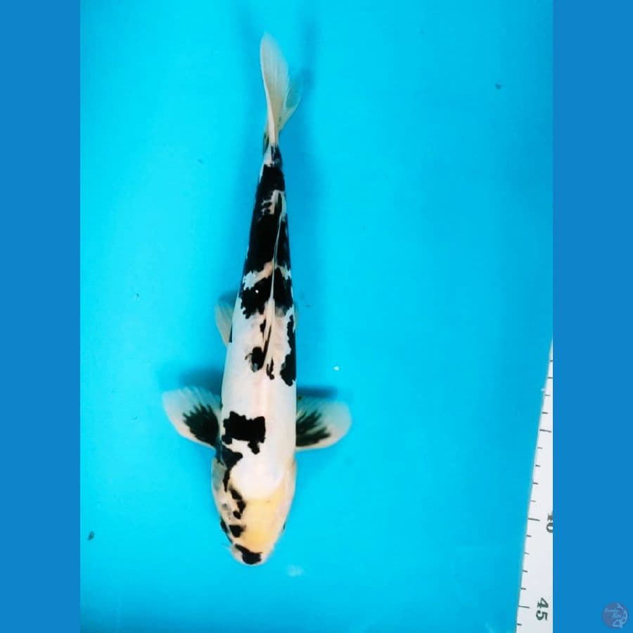 shiro doitsu 27cm male