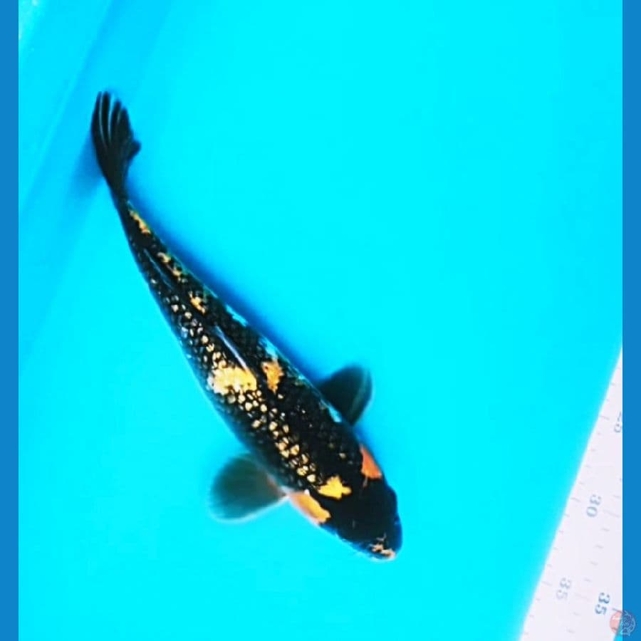 ki.showa ginrin 29cm