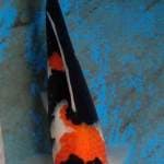 Showa ketumpahan aspal 34cm