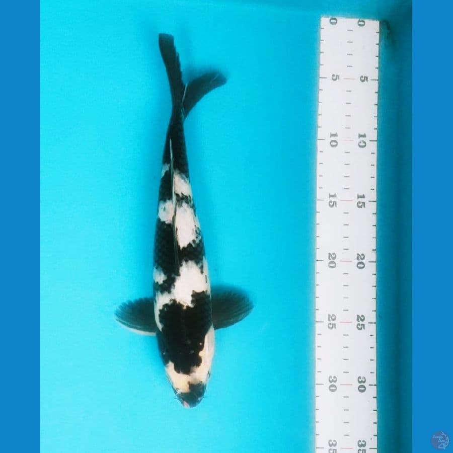shiro strong 27cm