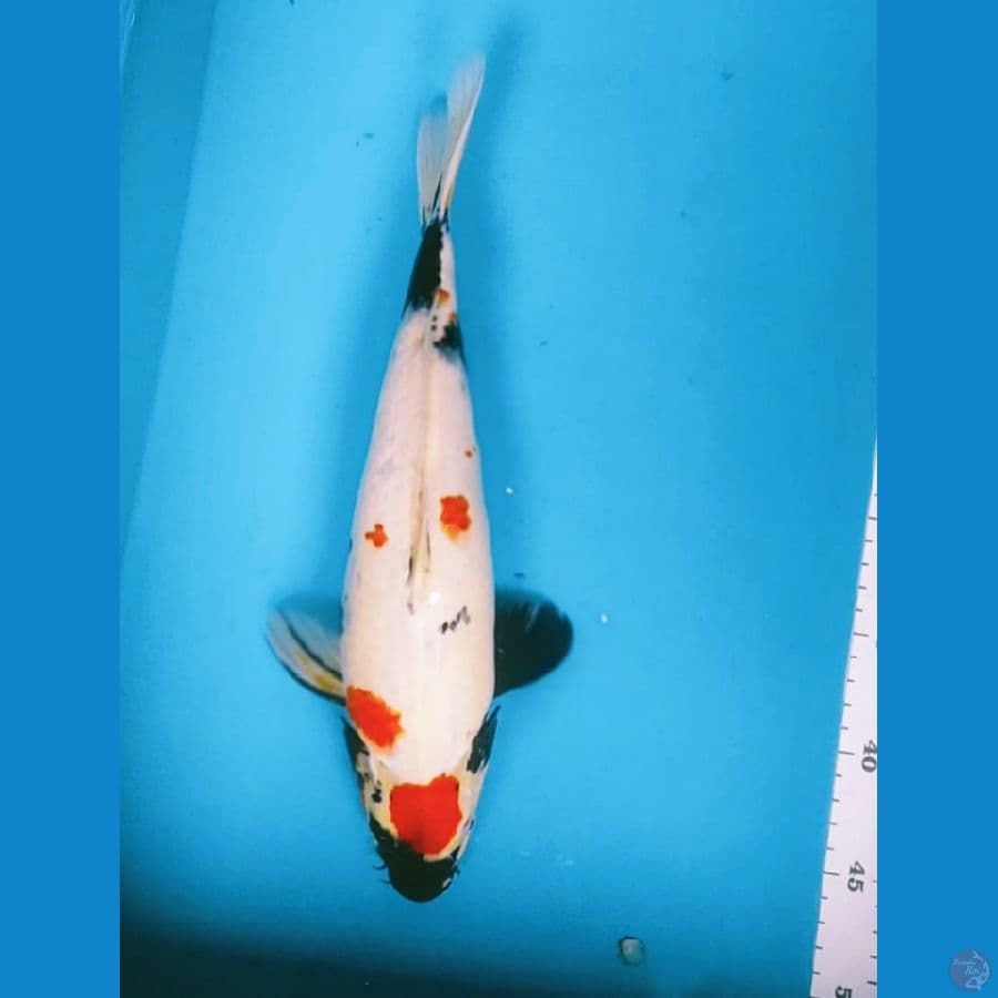 original maruten bulky 34cm