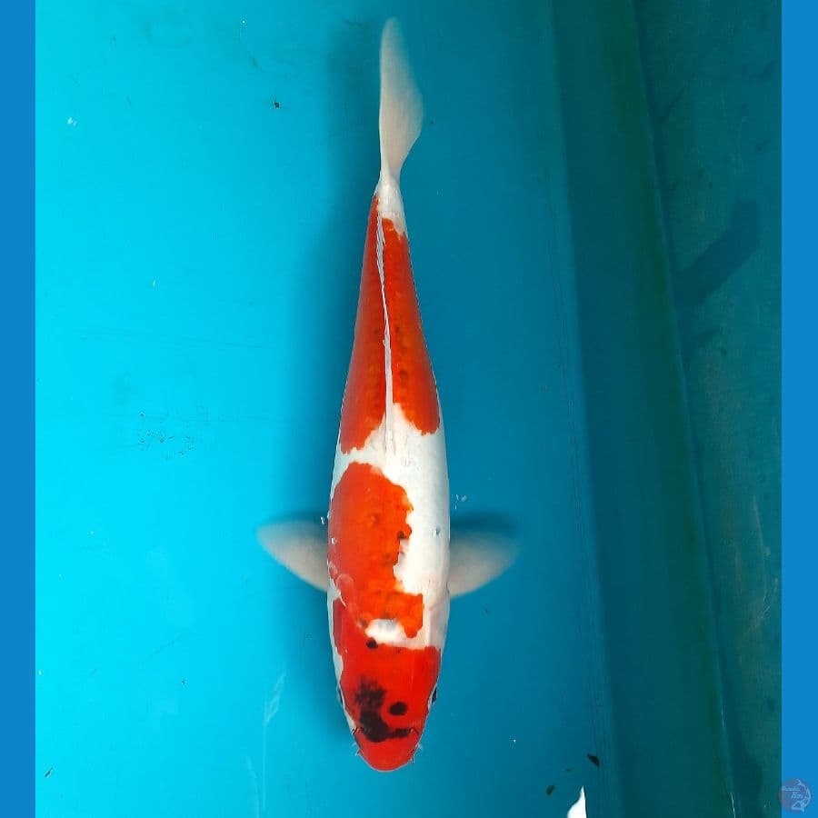 41cm Goshiki doitsu female