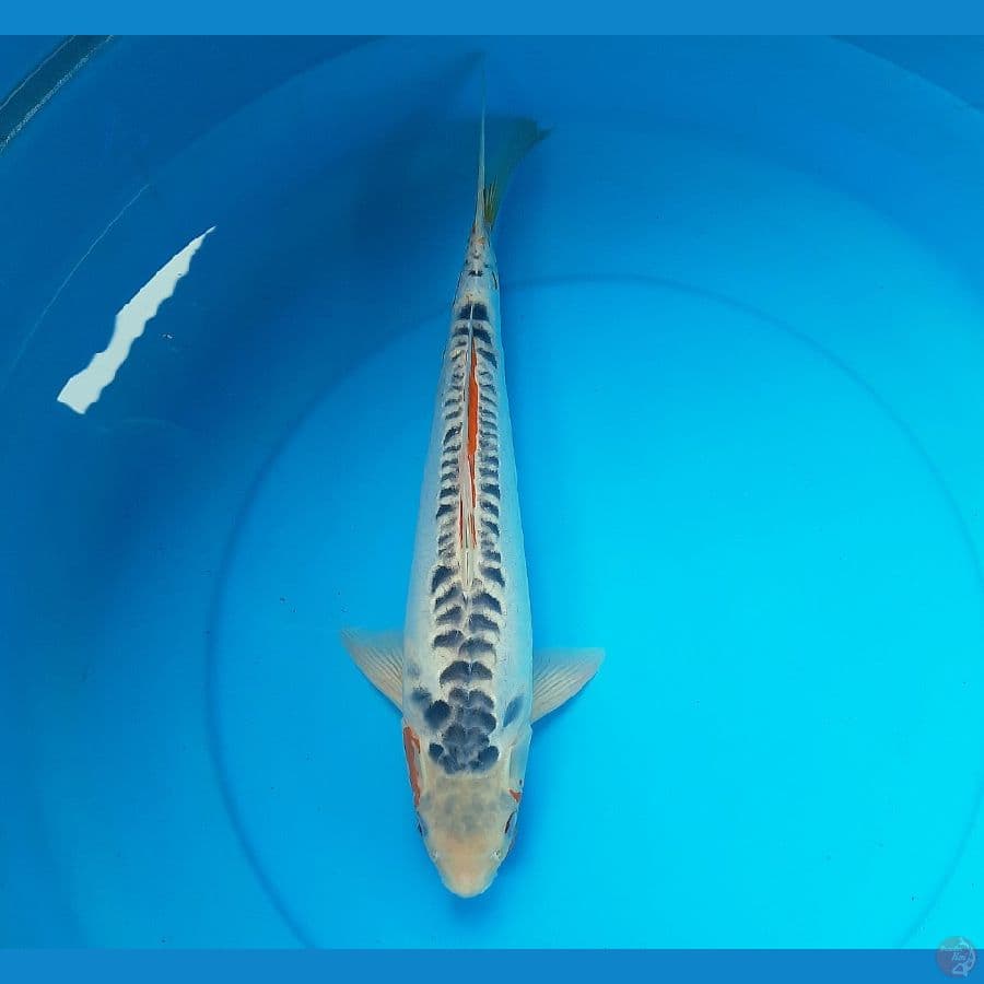 Shusui 38cm Male