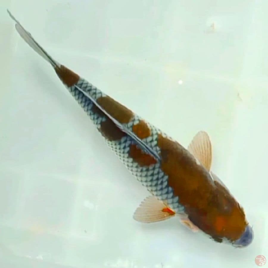 Good ochiba 30cm 