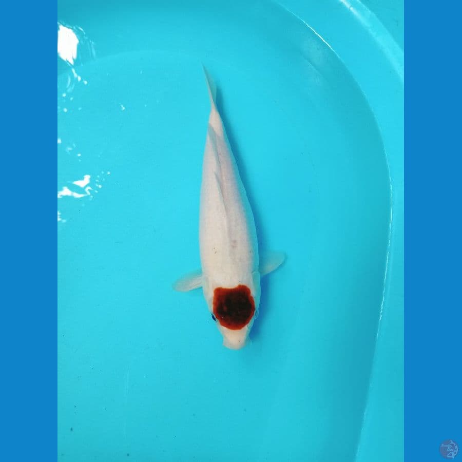 goromomomo