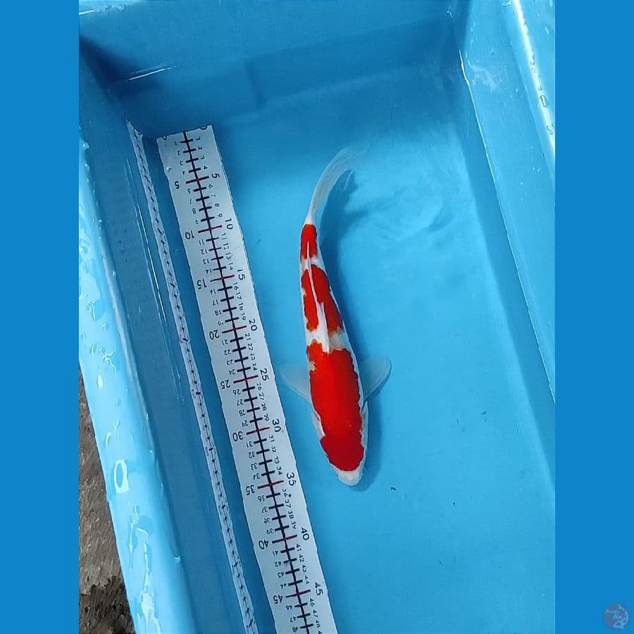 Sandan 30cm Male