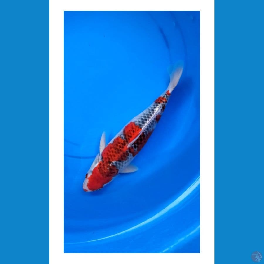 Male Ghosiki 34cm