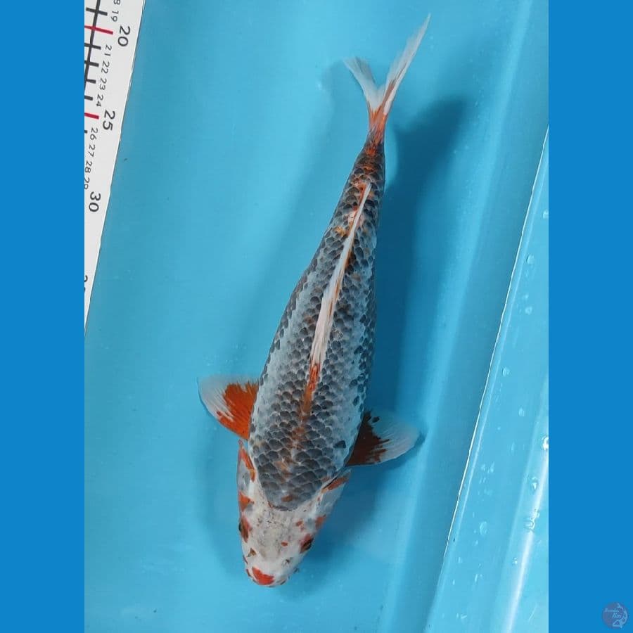 Short Body 33cm