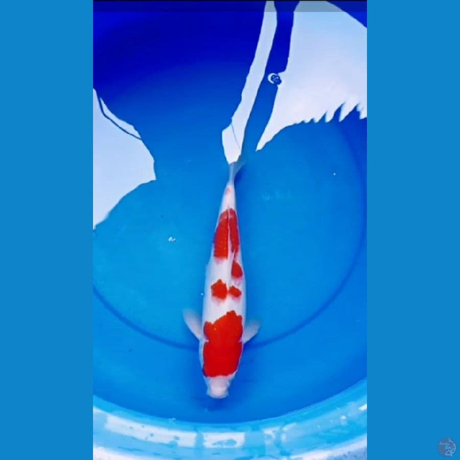Kohaku HQ Merah Strong