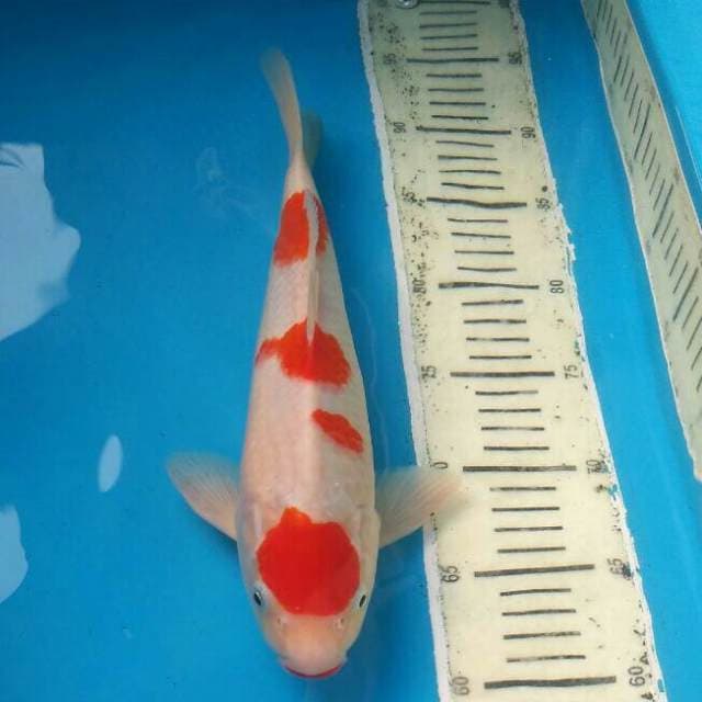 CEMOL 1- MARUTEN KOHAKU ORI