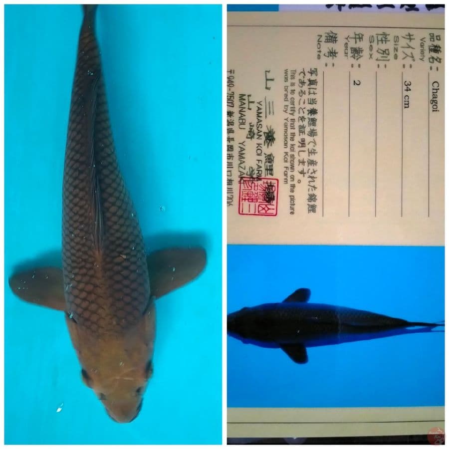 Chagoi Import 37cm farn Yamasan
