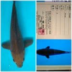 Chagoi Import 37cm farn Yamasan