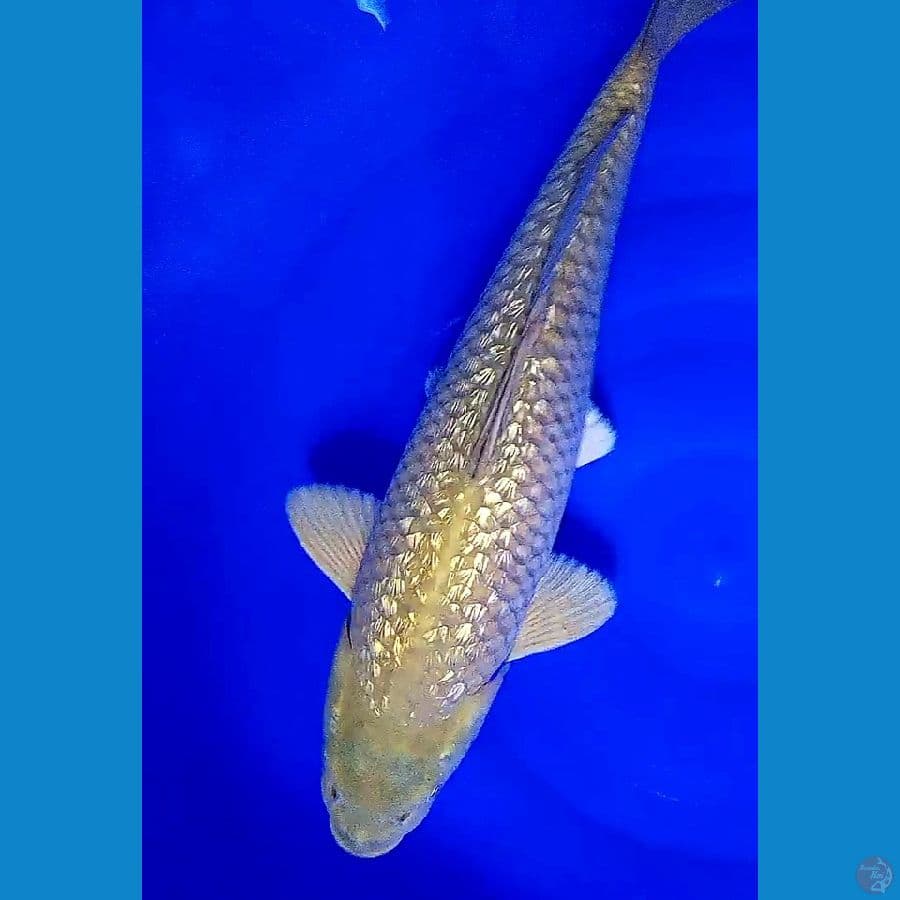 jumbo body lebar munuk M 45 cm