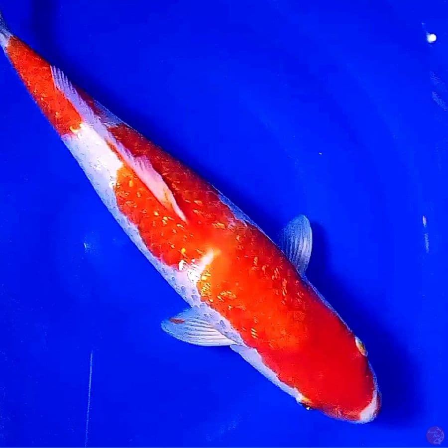 kohaku ginrin f 40 cm