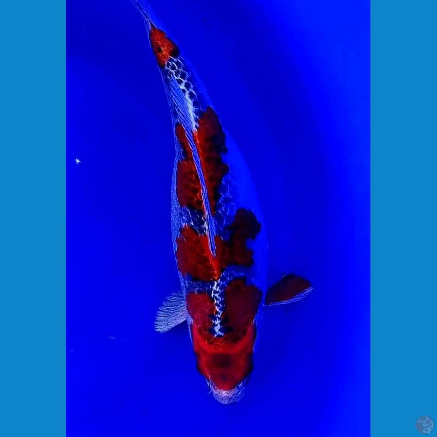 goshiki jozz hamil muda 39 cm