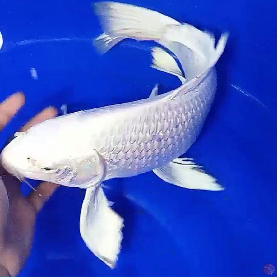 kumpay platinum gondrong f 41
