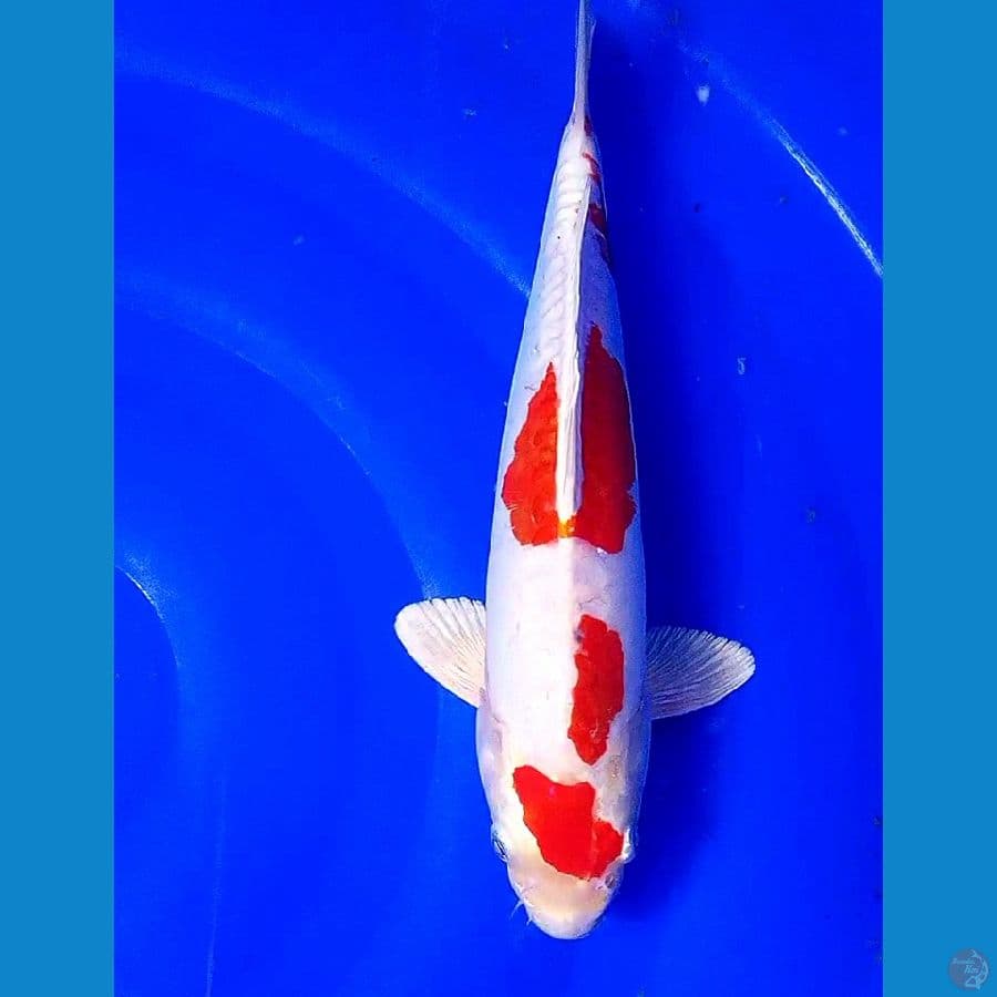 maruten kikushui M 30 cm