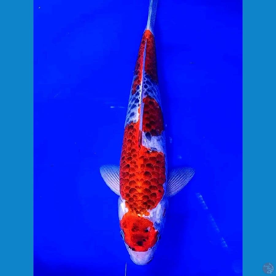 maruten goshiki M 38 cm