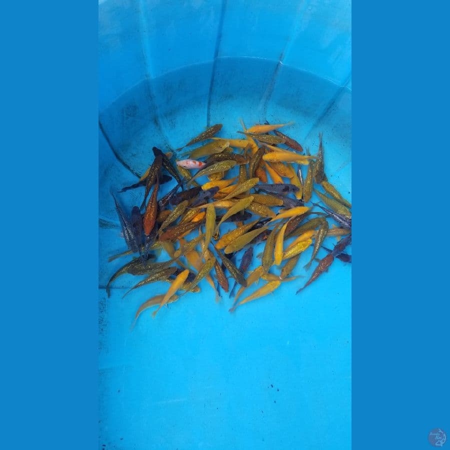 ochiba karasi 11-14cm